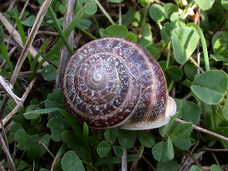 La Diaccia Botrona - Padule di Castiglione della Pescaia